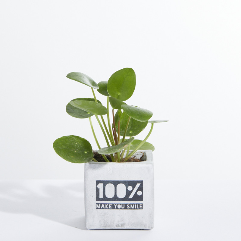 Plante déjà en pousse - Pot en béton made in Europe