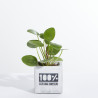 Plante déjà en pousse - Pot en béton made in Europe
